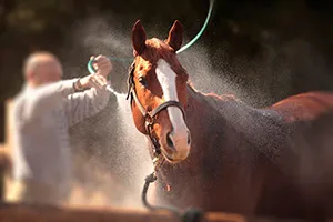 galeria-haras Agua Ionizada en Haras
